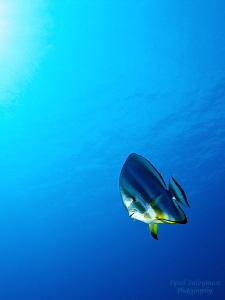 Batfish by Iyad Suleyman 